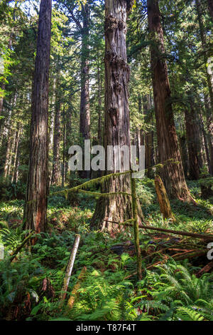 La lumière filtre à travers les bois rouge canopy sur une abondante plantation. Banque D'Images