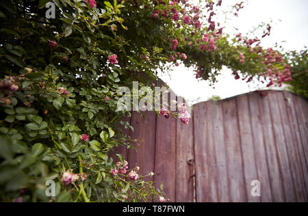 Rosier sur porte en bois campagne ukrainienne Banque D'Images