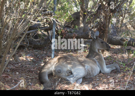 Kangaroo reposant sur l'herbe. Perth, Australie occidentale, Australie. Banque D'Images