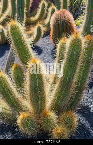 Cactus Echinopsis Thelegonoides on a sunny day Banque D'Images