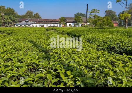 L'Inde, Assam, Harroocharai plateau estate Banque D'Images