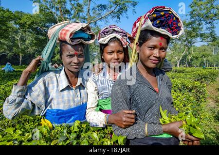 L'Inde, Assam, Harroocharai plateau estate Banque D'Images