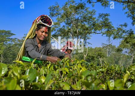 L'Inde, Assam, Harroocharai plateau estate Banque D'Images