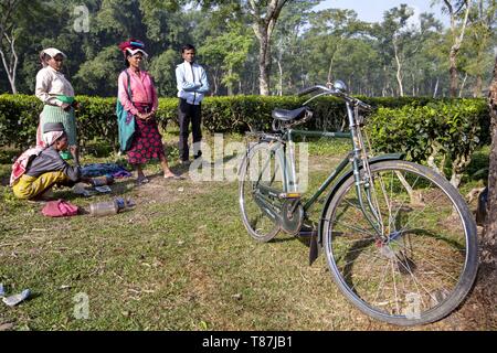 L'Inde, Assam, Harroocharai plateau estate Banque D'Images