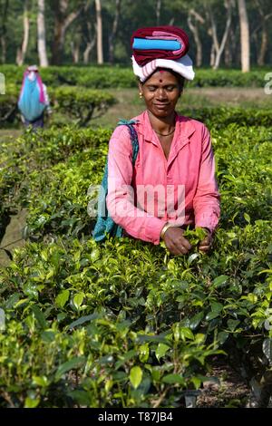 L'Inde, Assam, Harroocharai plateau estate Banque D'Images