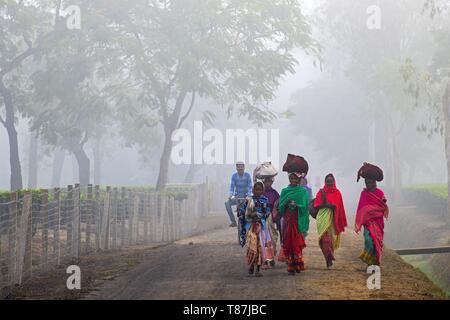 L'Inde, Assam, Harroocharai plateau estate Banque D'Images