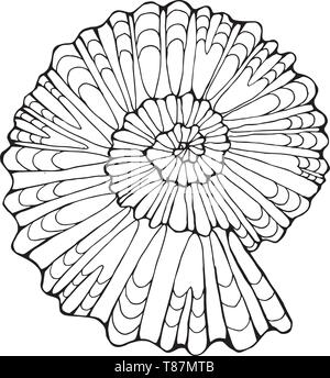 Noir blanc illustration d'une coquille d'escargot pétrifié. Illustration de Vecteur