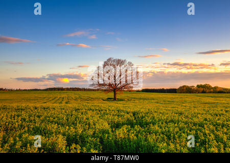 Lonely tree mémorable sur le terrain au coucher du soleil à Cholupice, République Tchèque Banque D'Images
