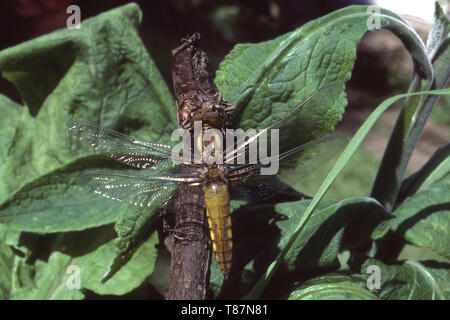 Corps large Chaser (LIBELLULA DEPRESSA) Femmes Banque D'Images