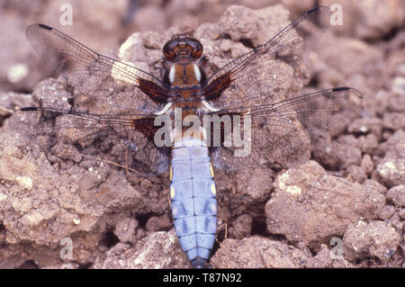 Corps large Chaser (LIBELLULA DEPRESSA Banque D'Images