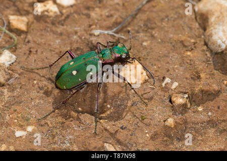 Feld-Sandlaufkäfer Feldsandlaufkäfer Sandlaufkäfer,,, Feldsandläufer, Cicindela campestris, green tiger beetle, La cicindèle champêtre, Cicindelidae, Banque D'Images