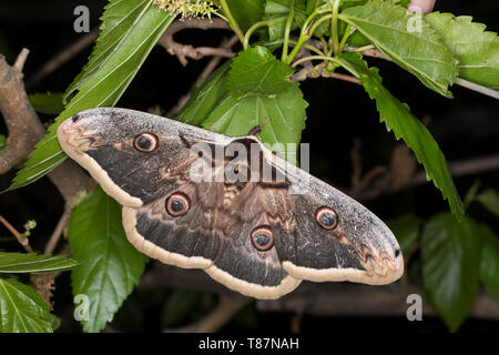 Großes Nachtpfauenauge Nachtpfauenauge, Wiener, Männchen, Saturnia pyri, Grand Papillon Empereur, Giant Peacock Moth, Great Peacock Moth, Mot Empereur géant Banque D'Images