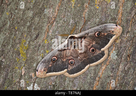 Großes Nachtpfauenauge Nachtpfauenauge, Wiener, Männchen, Saturnia pyri, Grand Papillon Empereur, Giant Peacock Moth, Great Peacock Moth, Mot Empereur géant Banque D'Images