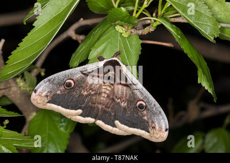 Großes Nachtpfauenauge Nachtpfauenauge, Wiener, Männchen, Saturnia pyri, Grand Papillon Empereur, Giant Peacock Moth, Great Peacock Moth, Mot Empereur géant Banque D'Images