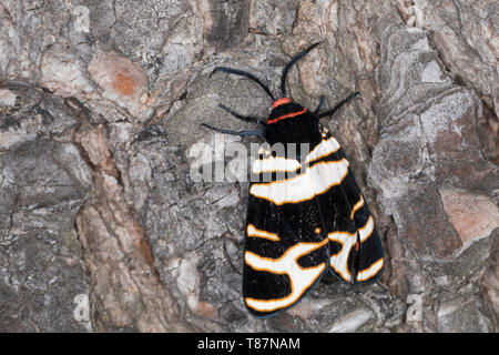 Englischer viertel, Arctia festiva, hebe Tiger Moth, L'écaille, rose, Bärenspinner erebid, Arctiidae Arctiinae, teignes, erebid, espèce d'ours laineux laineux, w Banque D'Images