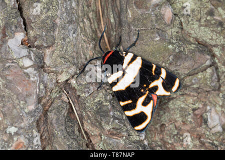 Englischer viertel, Arctia festiva, hebe Tiger Moth, L'écaille, rose, Bärenspinner erebid, Arctiidae Arctiinae, teignes, erebid, espèce d'ours laineux laineux, w Banque D'Images