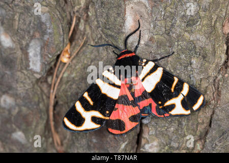 Englischer viertel, Arctia festiva, hebe Tiger Moth, L'écaille, rose, Bärenspinner erebid, Arctiidae Arctiinae, teignes, erebid, espèce d'ours laineux laineux, w Banque D'Images