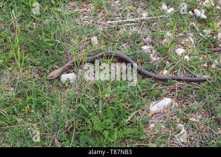 Scheltopusik, Panzerschleiche Pseudopus apodus, Ophisaurus apodus, Pallas, verre du lézard, lézard sans pattes européenne, European glass lizard, armored gla Banque D'Images