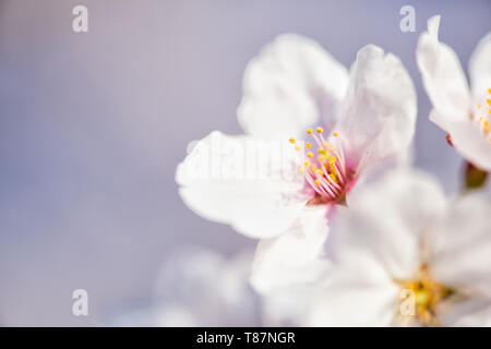 WASHINGTON DC — Une vue macro montre la structure d'une fleur de cerisier en fleurs le long du Tidal Basin. Cette image détaillée se concentre sur les pétales blancs et les étamines jaunes d'un cerisier Yoshino. Les arbres, à l'origine un cadeau du Japon en 1912, sont la principale attraction du Festival national des cerisiers en fleurs qui a lieu chaque printemps. Banque D'Images