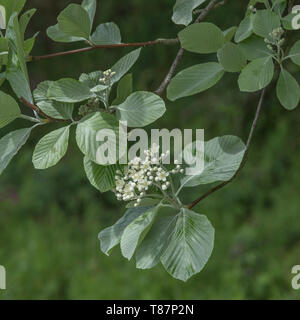 Feuillage feuilles & fleurs blanches de l'oranger / Quercus palustris Sorbus aria (tho. peut être une variété). Quercus palustris plantes médicinales une fois utilisé dans les remèdes. Banque D'Images