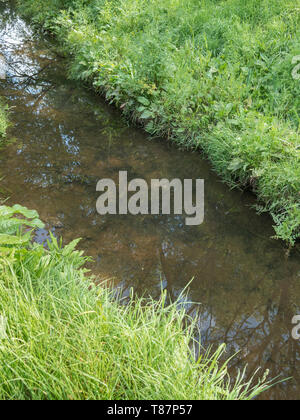 Fossé de drainage couverte d'herbe rural pour contrôler l'eau de ruissellement provenant des terres agricoles. "La métaphore dans le fossé", s'est écrasé. Banque D'Images