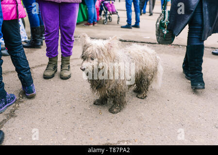 Chien blanc se dresse sur la route. Les gens marchent autour. L'animal est à ses propriétaires en ce sens. Chien solitaire en ville Banque D'Images