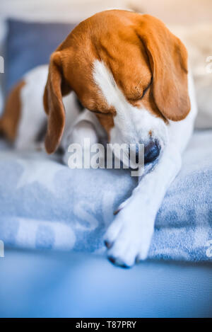 Chien Beagle sur un canapé ronger sa peau démangeaisons sur les jambes. Photo verticale, la notion de santé de pet Banque D'Images