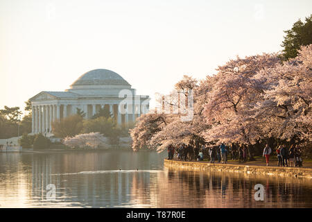 Fleurs de cerisier encadrant le mémorial de Jefferson à Washington DC | WASHINGTON — Les fleurs de cerisier encadrent le mémorial de Jefferson de l’autre côté du Tidal Basin à Washington, D.C., où les visiteurs empruntent le chemin riverain sous les arbres descendants d’un don de 3 020 arbres de Tokyo en 1912. Les cerisiers Yoshino dominent cette étendue, ouvrant en grappes denses blanc à rose qui atteignent généralement leur apogée avant que le National Cherry Blossom Festival n’attire ses plus grandes foules. Banque D'Images