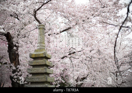 WASHINGTON DC, États-Unis — des cerisiers en fleurs en pleine floraison entourent la pagode japonaise le long du Tidal Basin à Washington DC. La lanterne de granit, un cadeau du Japon, se dresse parmi les cerisiers en fleurs, créant une scène pittoresque qui symbolise l'amitié entre les États-Unis et le Japon lors du festival annuel national des cerisiers en fleurs. Banque D'Images