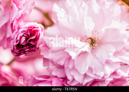 WASHINGTON DC, États-Unis — les cerisiers de Kwanzan/Kanzan affichent leurs fleurs roses doubles distinctives dans le parc East Potomac. Ces cerises ornementales, connues pour fleurir plus tard que les célèbres cerises Yoshino, créent des expositions spectaculaires de fleurs rose foncé. Les cerises de Kwanzan prolongent la saison de floraison des cerisiers de Washington au-delà de la floraison principale du Tidal Basin. Banque D'Images