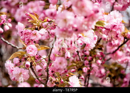 WASHINGTON DC, États-Unis — les cerisiers de Kwanzan/Kanzan affichent leurs fleurs roses doubles distinctives dans le parc East Potomac. Ces cerises ornementales, connues pour fleurir plus tard que les célèbres cerises Yoshino, créent des expositions spectaculaires de fleurs rose foncé. Les cerises de Kwanzan prolongent la saison de floraison des cerisiers de Washington au-delà de la floraison principale du Tidal Basin. Banque D'Images