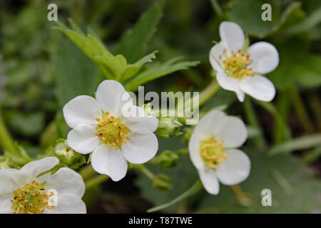 Fraises fleurs avec des feuilles vertes de près. Banque D'Images