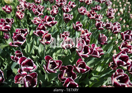 Fleurs, tulipes, pays-Bas ; pays-Bas Banque D'Images