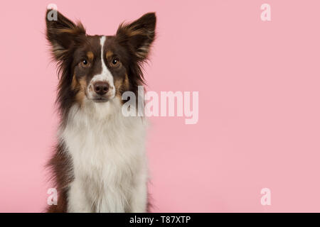 Portrait de chien de berger américain miniature regardant la caméra sur un fond rose avec espace pour copier Banque D'Images