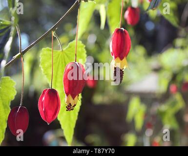 Le calice d'un bord rouge (Abutilon megapotamicum Abutilon)en pleine floraison révélant leurs pétales jaunes. Banque D'Images