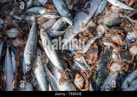 Sardines fraîches et divers types de poissons sauvages à la plage portugal Banque D'Images