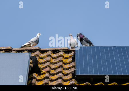 Trois beaux pigeons flirter sur la crête de la toiture avec des panneaux solaires Banque D'Images