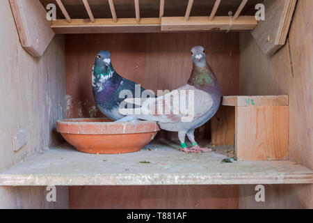 Un couple de pigeons voyageurs à leur nid Banque D'Images