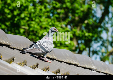 Beau pigeon sur la crête de la toiture. Banque D'Images