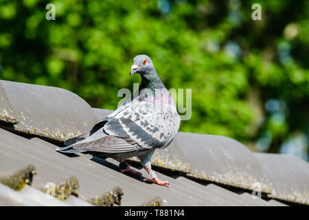 Beau pigeon sur la crête de la toiture. Banque D'Images