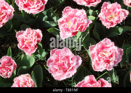 Close-up of pink double tulipes en pleine floraison colorée jardins de Keukenhof à Lisse dans près de South Holland, Pays-Bas. Banque D'Images