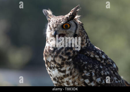 Une Cape Eagle Owl avec bec ouvert. Banque D'Images