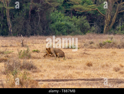 Couple Lion Lionne Lion accouplement, deux hommes femmes 2 paire, Panthera leo, Masai Mara National Reserve Kenya Afrique de l'est ouvrir dans les broussailles de l'avant du woodla Banque D'Images
