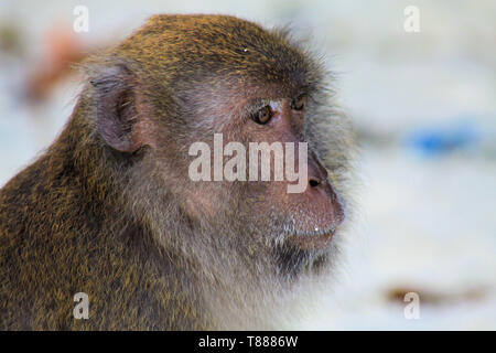 Close up of fury monkey visage (manger du crabe, macaques à longue queue Macaca fascicularis) sur plage isolée, Ko Lipe, Thaïlande Banque D'Images