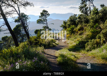 Balade dans les forêts de pins du parc naturel Montes de Málaga, Axarquía, Malaga, Andalousie, Costa del Sol, Espagne Banque D'Images