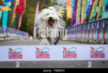 Utilisez uniquement rédactionnel chien Dulux, Willow le Old English Sheepdog, franchit la ligne d'arrivée au cours de l'événement London Dulux Revolution à Windsor, Berkshire. Banque D'Images