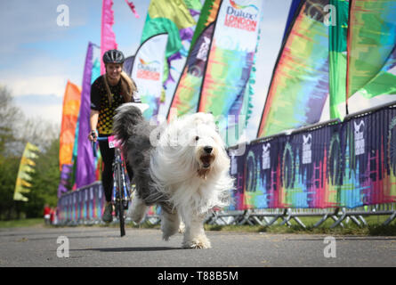 EDITORIAL N'UTILISEZ QUE Becky Gosney et Dulux Chien, Willow le Old English Sheepdog, franchir la ligne d'arrivée au cours de l'événement London Dulux Revolution à Windsor, Berkshire. Banque D'Images