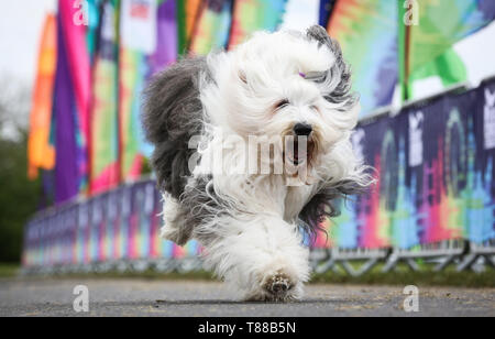 Utilisez uniquement rédactionnel chien Dulux, Willow le Old English Sheepdog, franchit la ligne d'arrivée au cours de l'événement London Dulux Revolution à Windsor, Berkshire. Banque D'Images