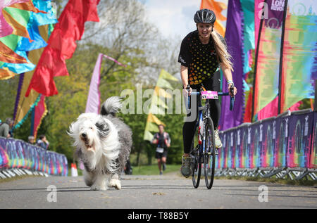 EDITORIAL N'UTILISEZ QUE Becky Gosney et Dulux Chien, Willow le Old English Sheepdog, franchir la ligne d'arrivée au cours de l'événement London Dulux Revolution à Windsor, Berkshire. Banque D'Images