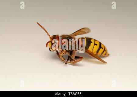 Frelon européen (lat. Vespa crabro) Banque D'Images
